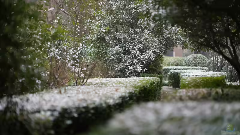 Wann kann der Winterschutz an Gartenpflanzen entfernt werden?