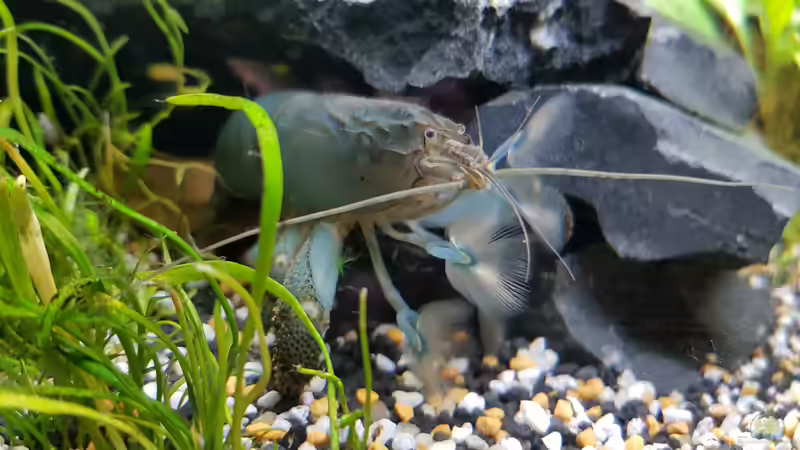 War mal zu Gast, leider hatte er bei der 2 Häutung Probleme von Manuela&Mike (28)