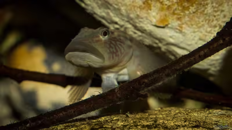 war was .. immer da wenn es was zu sehen gibt (Rhinogobius formosanus) von AjakAndi (20)