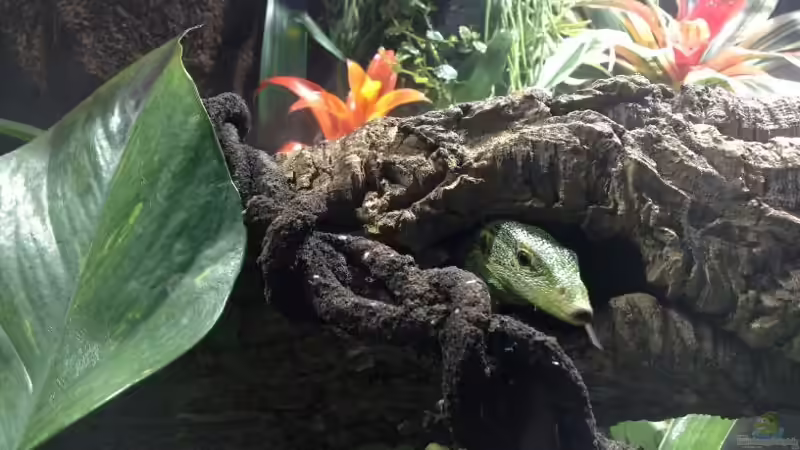 Waran in Korkröhre von Hoppe-Terrarienbau (10)