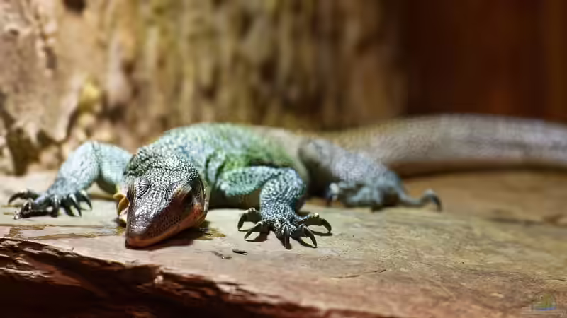 Warane im Terrarium: Das sind die beliebtesten Arten