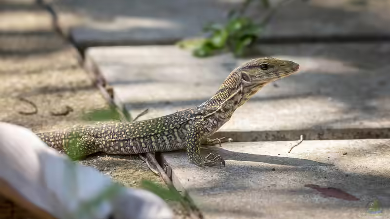 Warane im Terrarium: Das sind die beliebtesten Arten