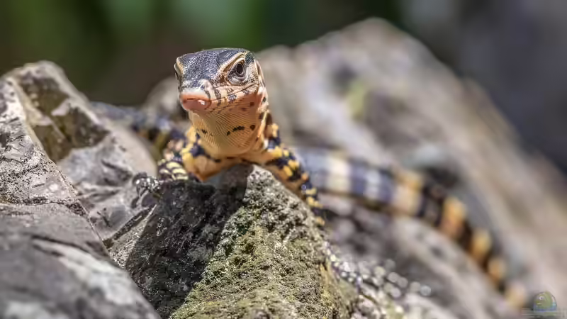 Warane im Terrarium: Das sind die beliebtesten Arten