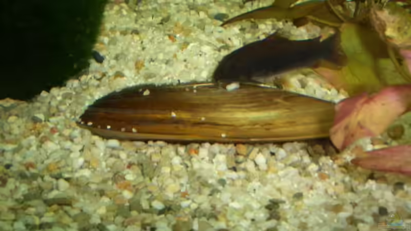 warmwassermuschel von Andre Schumacher (38)