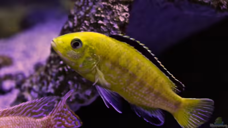 Warnzeichen erkennen: Fische fressen nicht und magern ab? 