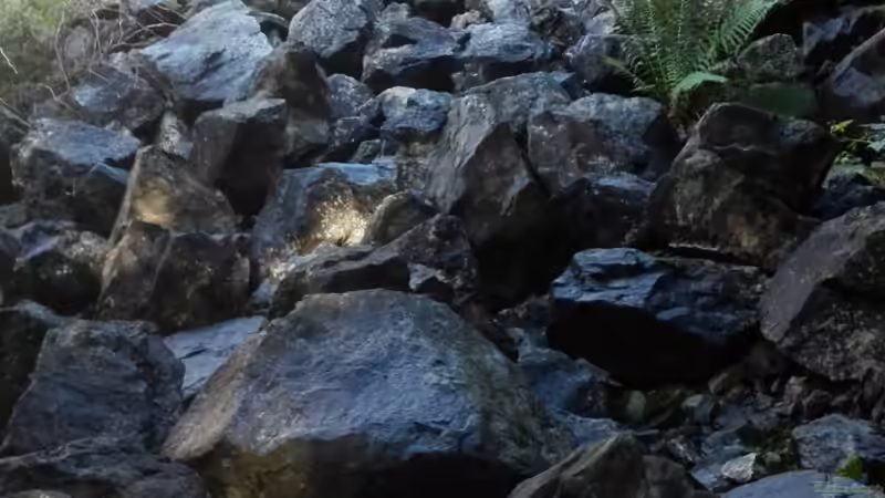 Warsteiner Basalt in seiner natürlichen Umgebung. von Elsiman (12)