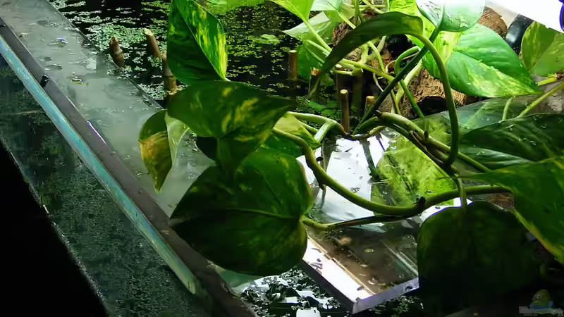 warte auf erste Spitzen des Schilfrohrs von Falk (4)