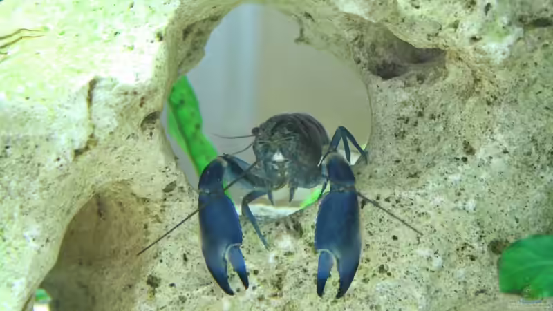 warten auf futter von Axel Dworak (12)