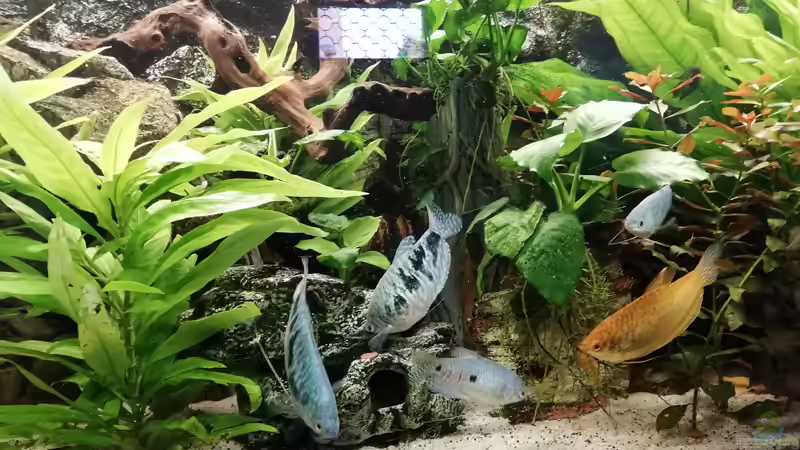 Warten auf Futter von Chinese Inai (44)