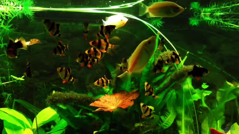 Warten aufs Futter von Babsi Aud (65)