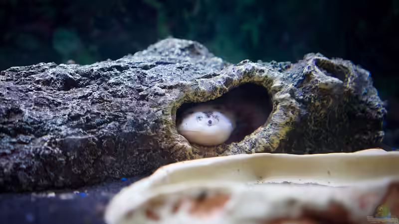 Warum benötigen Axolotl unbedingt Höhlen im Aquarium?