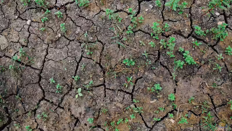 Warum der Boden trotz Regen trocken bleibt - Wenn Wasser nicht dort ankommt, wo Pflanzen es brauchen