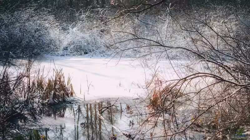 Warum der Gartenteich im Spätwinter unbedingt in Ruhe gelassen werden sollte