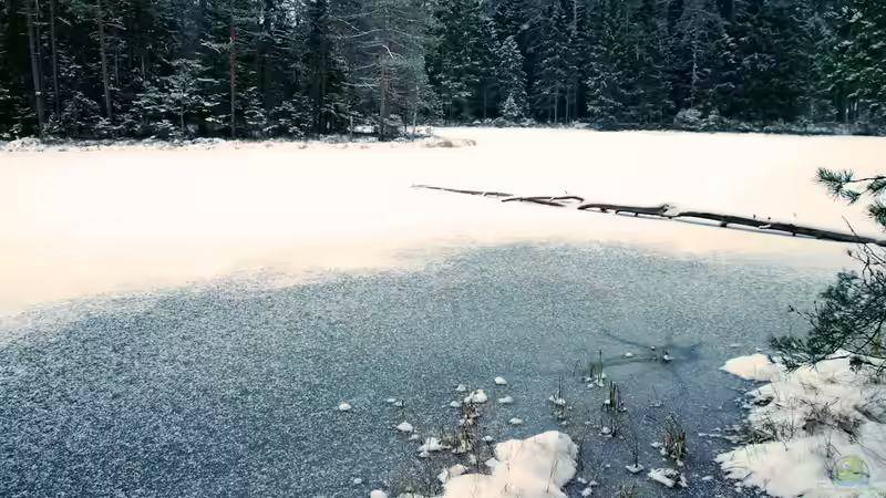 Warum der Gartenteich im Spätwinter unbedingt in Ruhe gelassen werden sollte