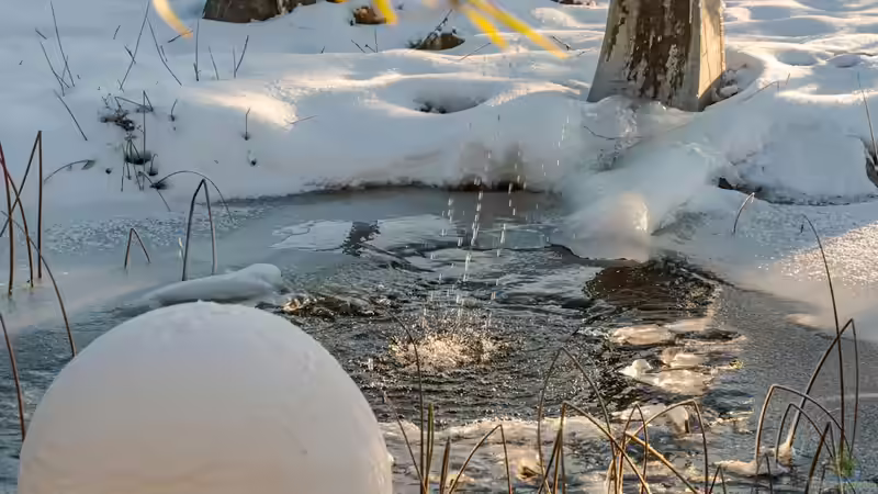 Warum der Gartenteich im Spätwinter unbedingt in Ruhe gelassen werden sollte