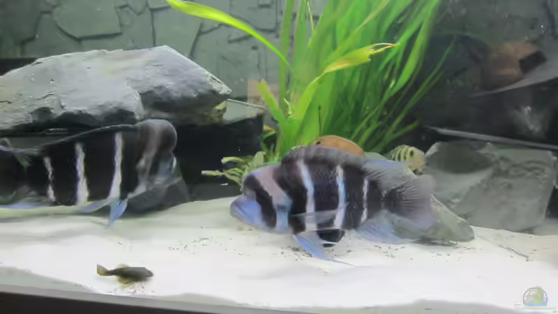 Warum der Tanganjika-Beulenkopf nicht so pflegeleicht ist, wie viele denken