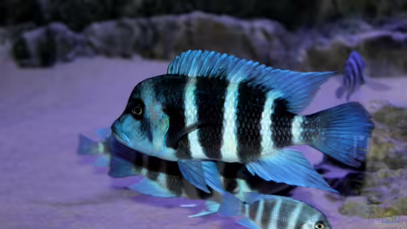 Warum der Tanganjika-Beulenkopf nicht so pflegeleicht ist, wie viele denken