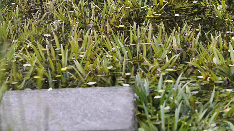 Warum die Krebsschere ein Gewinn für jeden Gartenteich ist