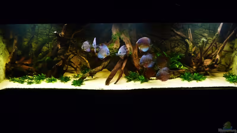 Warum ein robustes Aquarium wichtig ist