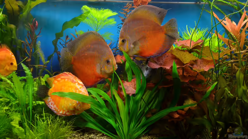 Warum entscheiden sich viele Aquarianer gegen die Haltung von Diskusfischen?