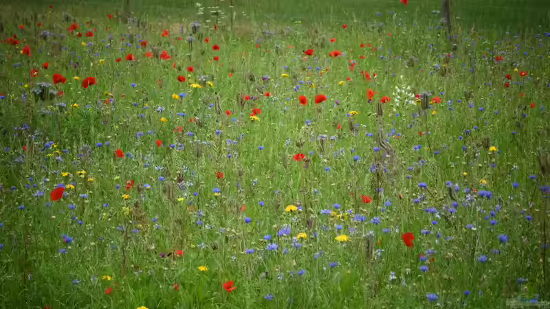 Warum finden immer mehr Menschen Gefallen am Trend ´Naturgarten´?