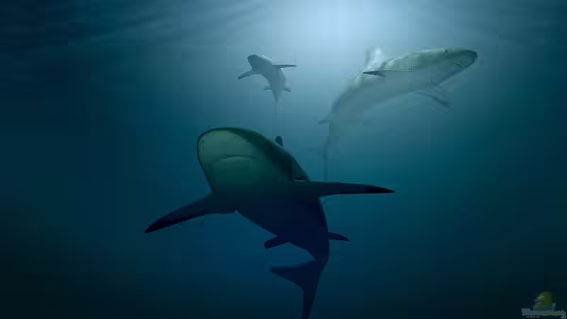 Warum greifen Haie Menschen an?