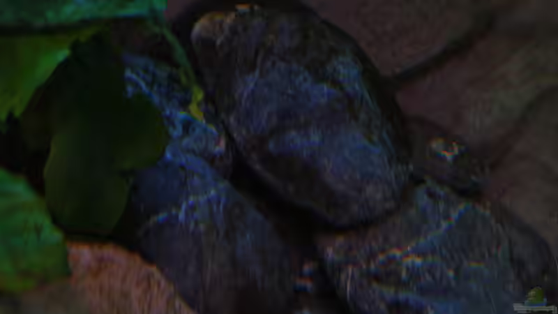 Warum ist Gemüse füttern wichtig ????