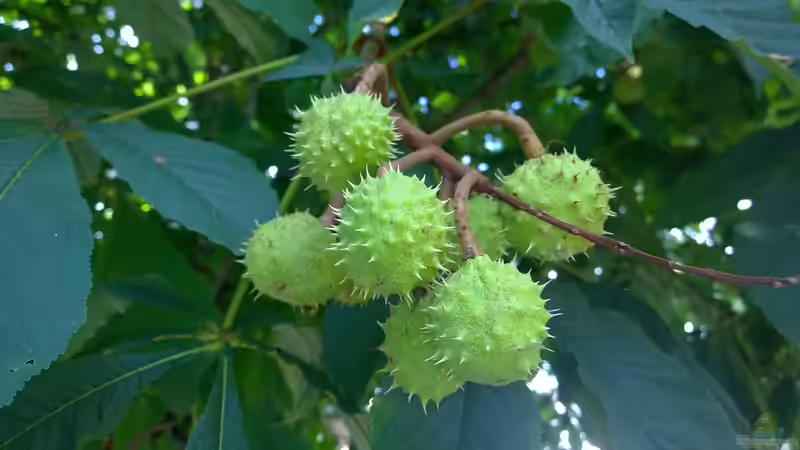 Warum Kastanienbäume im bayrischen Biergarten? - Geschichte, Kultur und Bedeutung