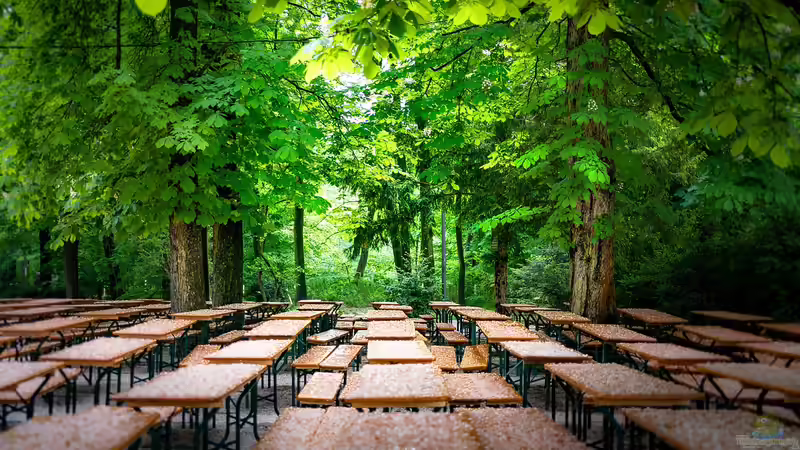 Warum Kastanienbäume im bayrischen Biergarten? - Geschichte, Kultur und Bedeutung