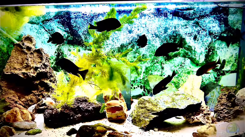 Warum Mitglied in einem Aquarien-Verein werden?