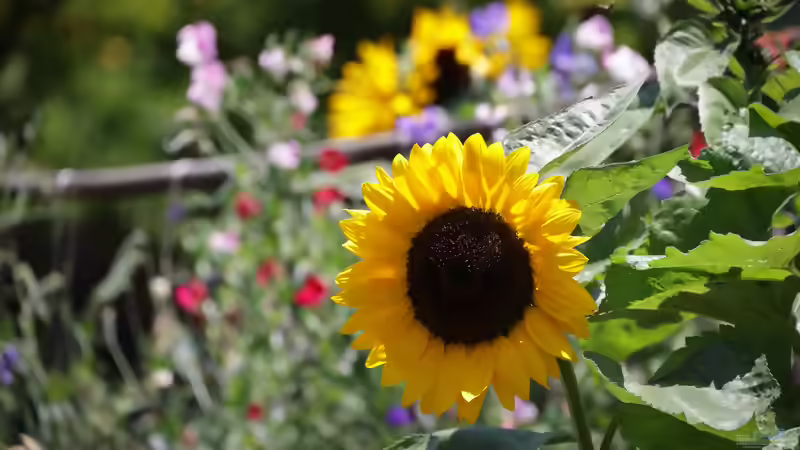 ´Warum regnet es überall - nur nicht bei mir?´ Wenn der Regen den eigenen Garten scheinbar immer verfehlt