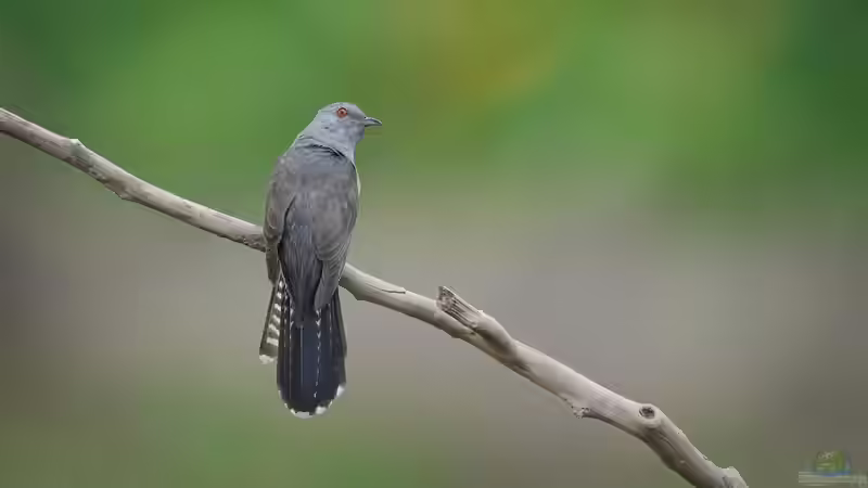 Warum ruft der Kuckuck? von Tom