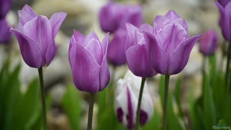 Warum sind Tulpen bei Gartenliebhabern so beliebt?