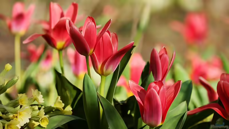 Warum sind Tulpen bei Gartenliebhabern so beliebt?