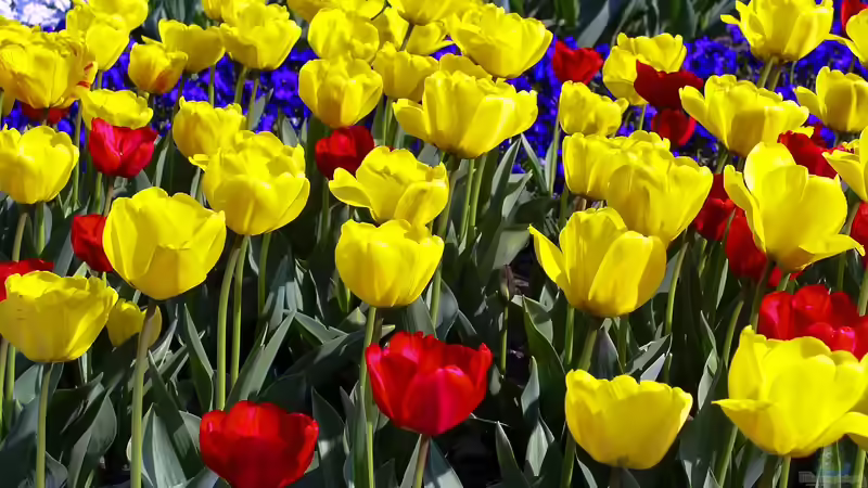 Warum sind Tulpen bei Gartenliebhabern so beliebt?