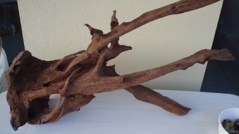 Warum sinkt meine Mangrovenwurzel nicht auf den Boden des Aquariums?