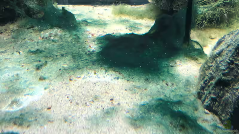 Warum stinkt das Aquariumwasser?