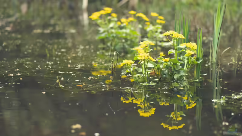 Warum sumpfige Bereiche am Gartenteich so wichtig sind