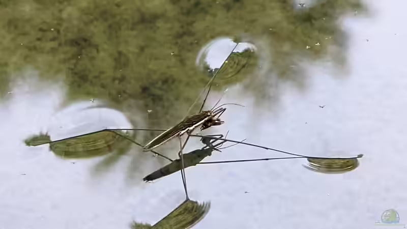 Warum Wasserläufer auf der Oberfläche laufen können und nicht ertrinken