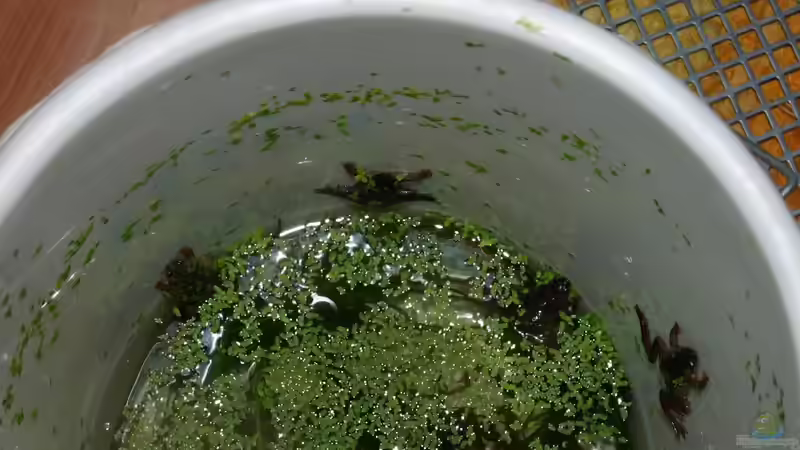 Warum ZKF-Becken immer dicht sein müssen... von JR (15)