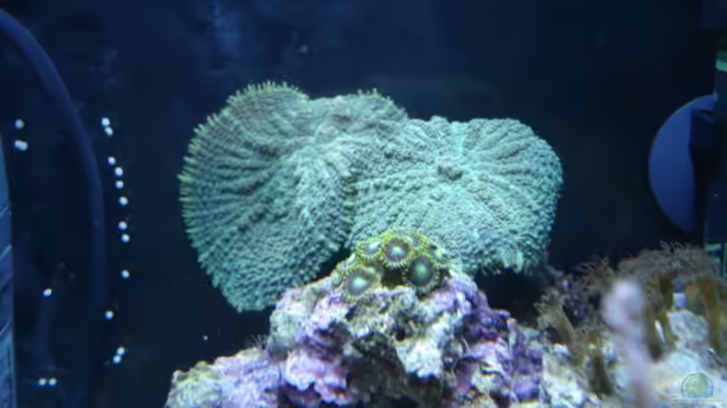 Warzen-Scheibenanemone-Discosoma von hej kompisar (9)