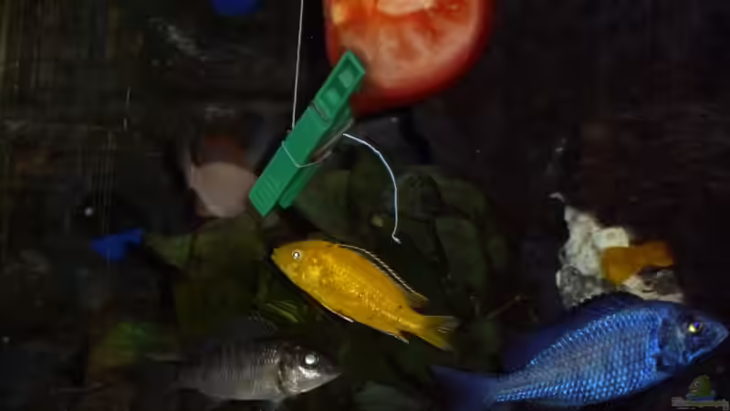 Was, heute gibt es nur Tomate ? von Couro (9)