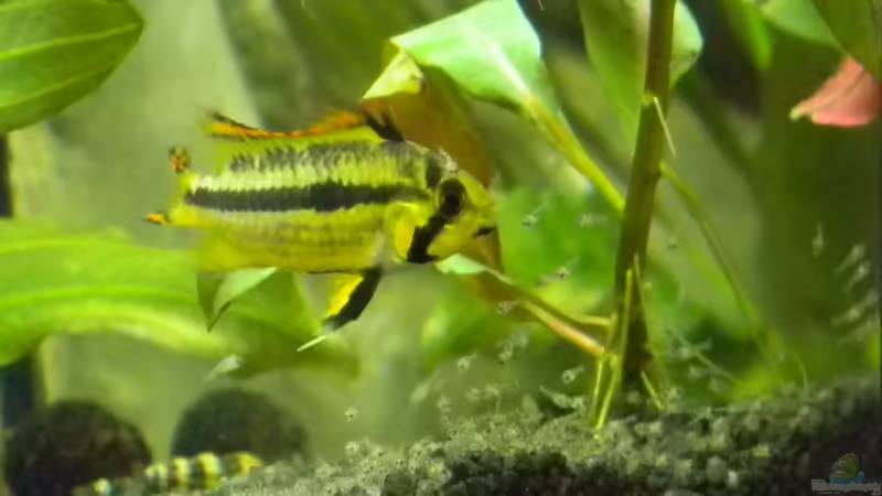 Was ein Gewusel ^^ von Alfur (24)