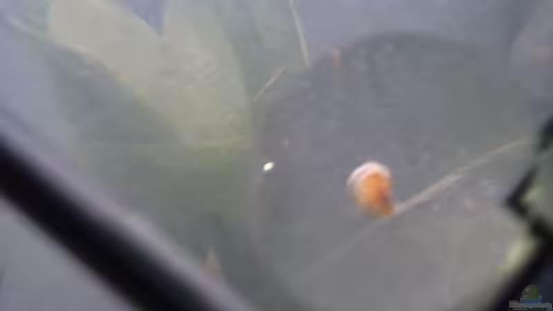 Was für eine könnte das wohl sein? von Schnaeuf (17)