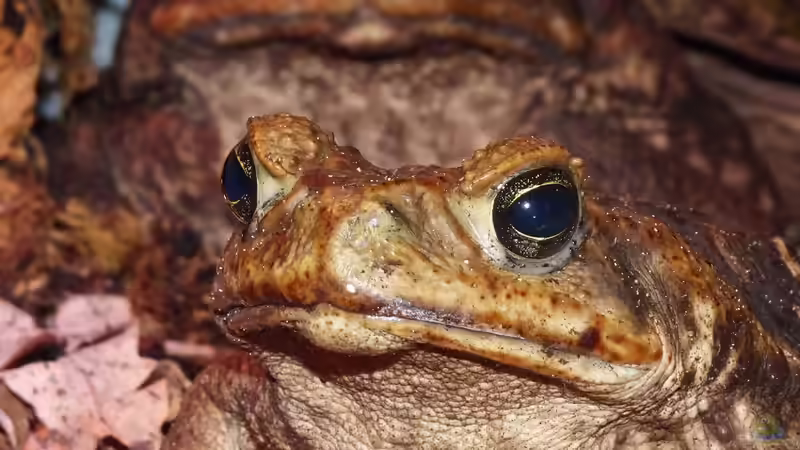 Was glotzt du denn so? von Cichliden-Kabuff (25)