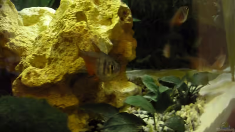 Was guckst du... von Martin W. (6)