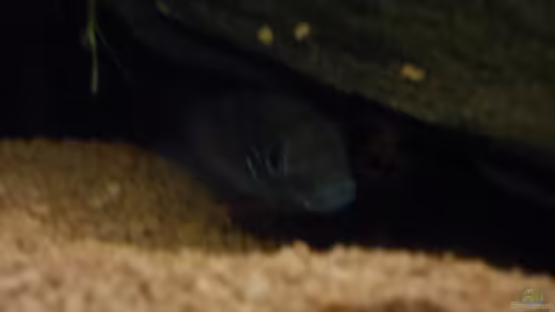 Was guckst du ? von Koehler (39)