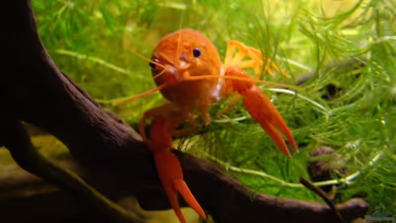 Was guckst Du ? von manzanarez (16)