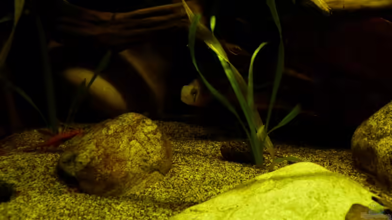 Was guckst du? Bolivianer am 29.04.13 von ~Marco~ (43)