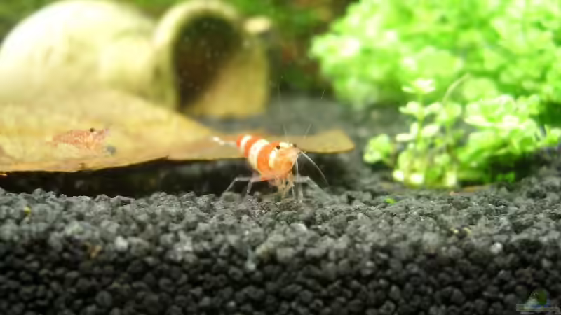 Was guckst Du?! von Chris (4)